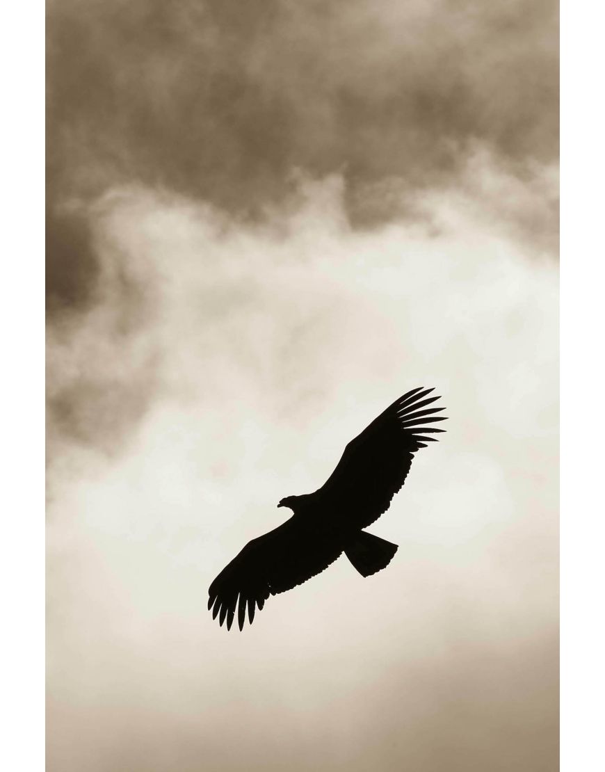 Flight