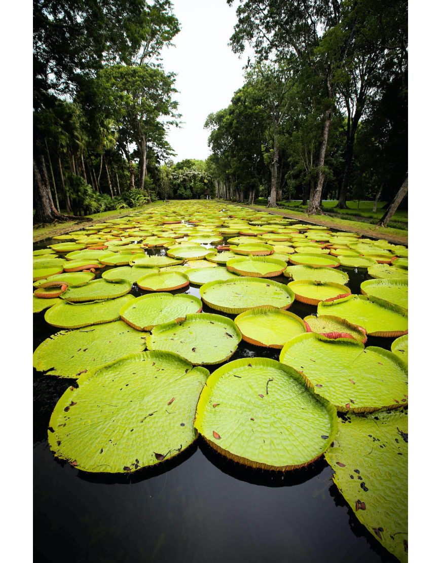 Pond