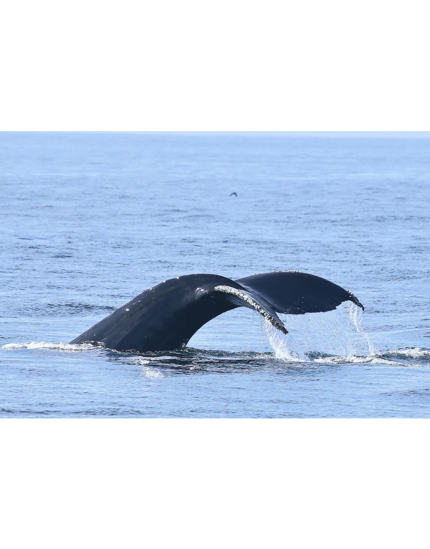 Whale