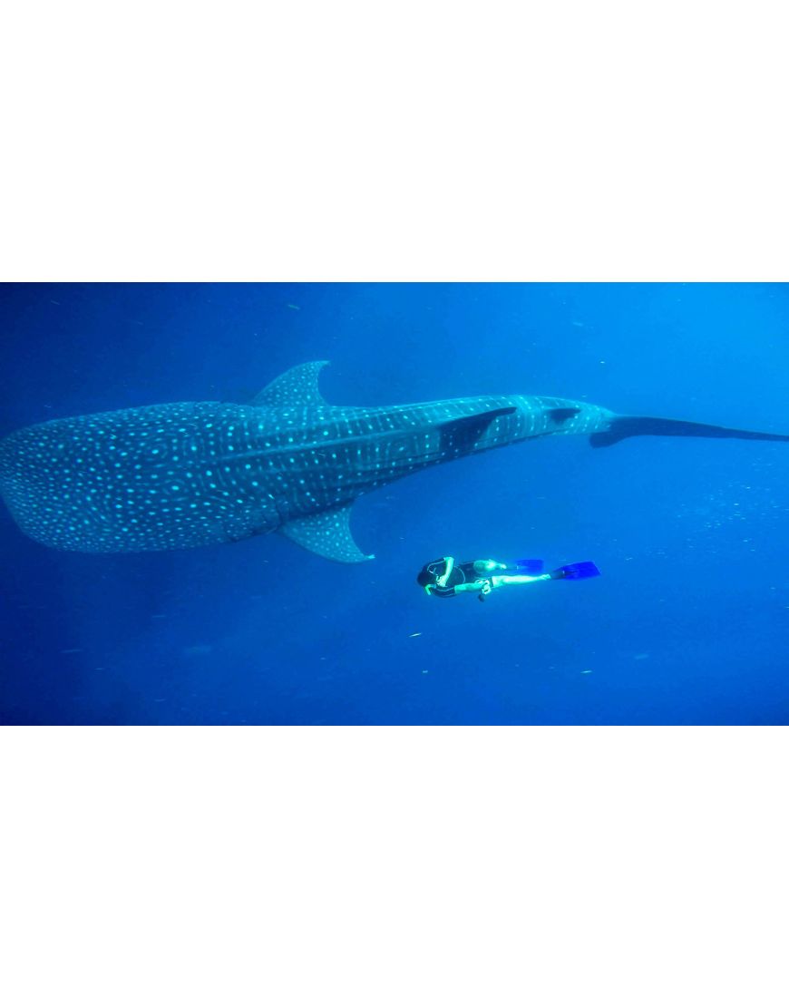 Whale Shark
