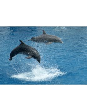 Dolphins