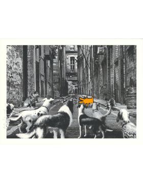 Alley Dogs - Arancione