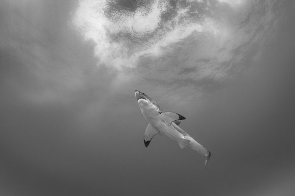 Chris Fallows, Elements