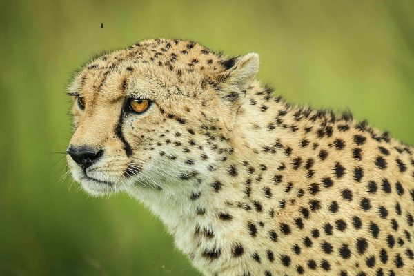 Cheetah I