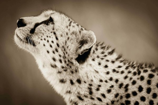Cheetah II