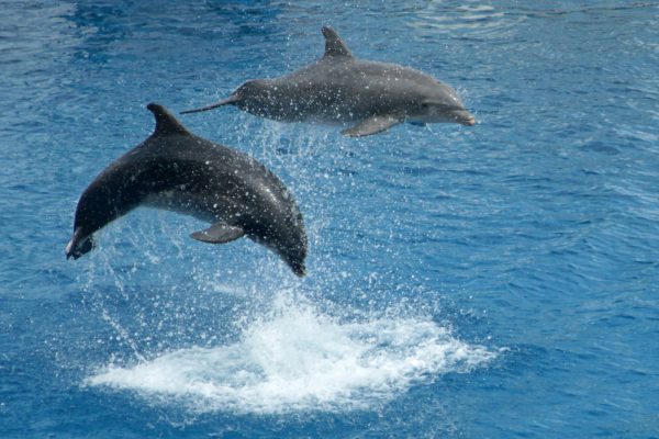 Dolphins