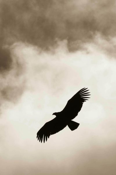 Flight