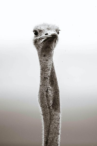 Ostrich