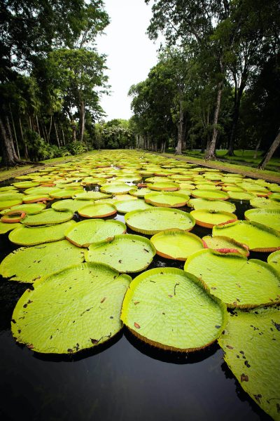 Pond