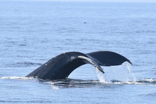 Whale