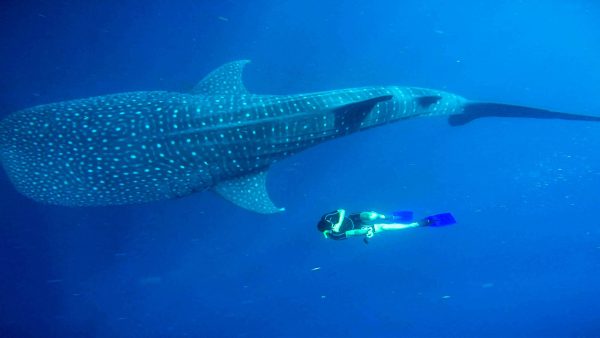 Whale Shark