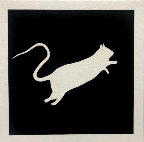 White rat (on black background)
