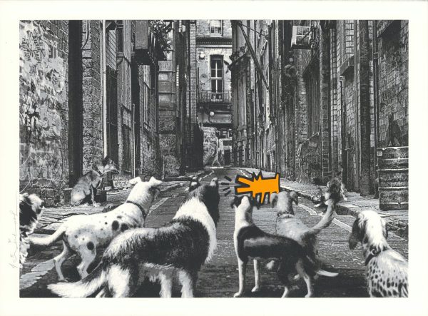 Alley Dogs - Arancione