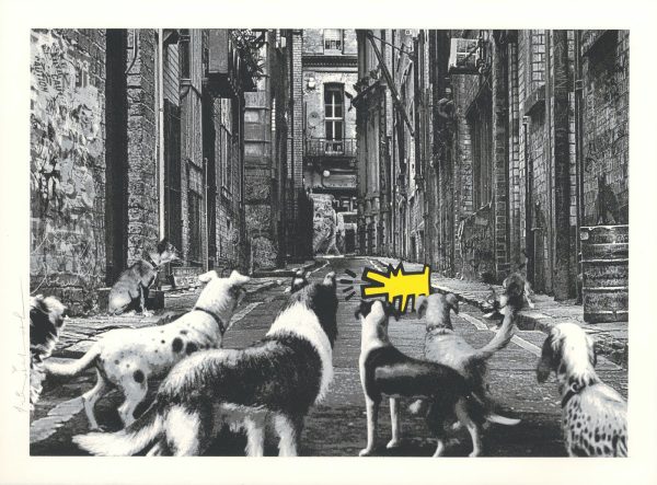 Alley Dogs - Giallo