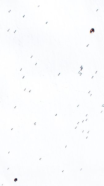 Snow Ants